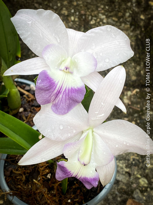Cattlea Hybride, Cattlea Mini Purple Coerulea, white purple violet flowering orchid, organically grown tropical plants for sale at TOMs FLOWer CLUB