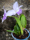 Cattlea Hybride, Cattlea Mini Purple Coerulea, white purple violet flowering orchid, organically grown tropical plants for sale at TOMs FLOWer CLUB