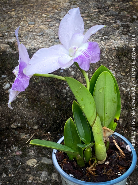 Cattlea Hybride, Cattlea Mini Purple Coerulea, white purple violet flowering orchid, organically grown tropical plants for sale at TOMs FLOWer CLUB