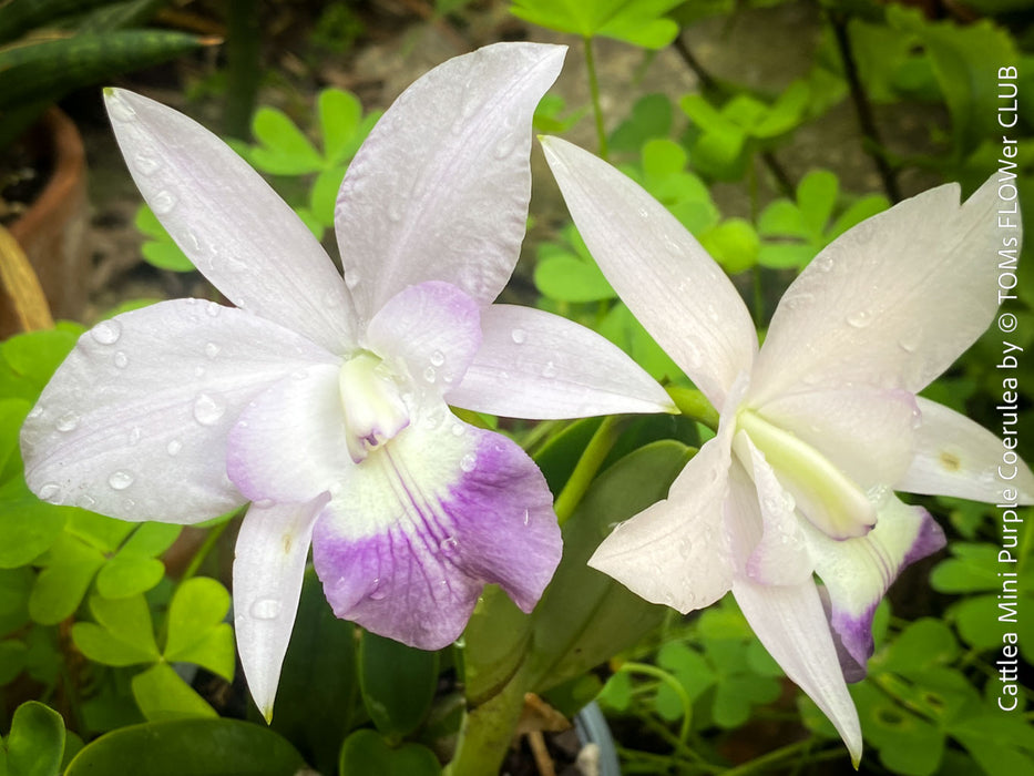Cattlea Hybride, Cattlea Mini Purple Coerulea, white purple violet flowering orchid, organically grown tropical plants for sale at TOMs FLOWer CLUB