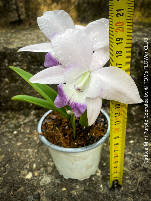 Cattlea Hybride, Cattlea Mini Purple Coerulea, white purple violet flowering orchid, organically grown tropical plants for sale at TOMs FLOWer CLUB