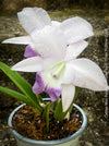 Cattlea Hybride, Cattlea Mini Purple Coerulea, white purple violet flowering orchid, organically grown tropical plants for sale at TOMs FLOWer CLUB
