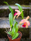 Cattleya Hybrid Salmon Orange Magenta, flowering orchid, organically grown tropical plants for sale at TOMs FLOWer CLUB