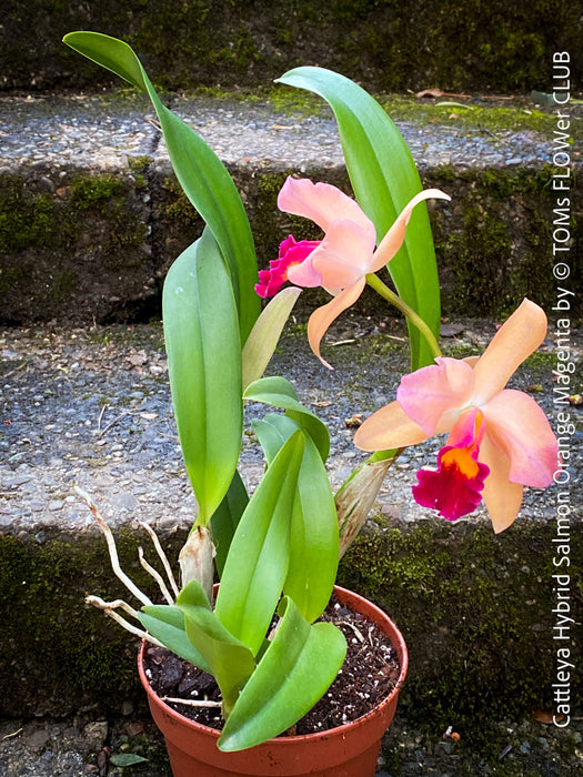 Cattleya Hybrid Salmon Orange Magenta, flowering orchid, organically grown tropical plants for sale at TOMs FLOWer CLUB