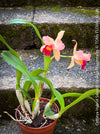 Cattleya Hybrid Salmon Orange Magenta, flowering orchid, organically grown tropical plants for sale at TOMs FLOWer CLUB