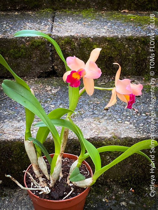 Cattleya Hybrid Salmon Orange Magenta, flowering orchid, organically grown tropical plants for sale at TOMs FLOWer CLUB