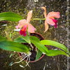 Cattleya Hybrid Salmon Orange Magenta, flowering orchid, organically grown tropical plants for sale at TOMs FLOWer CLUB