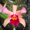 Cattleya Hybrid Salmon Orange Magenta, flowering orchid, organically grown tropical plants for sale at TOMs FLOWer CLUB