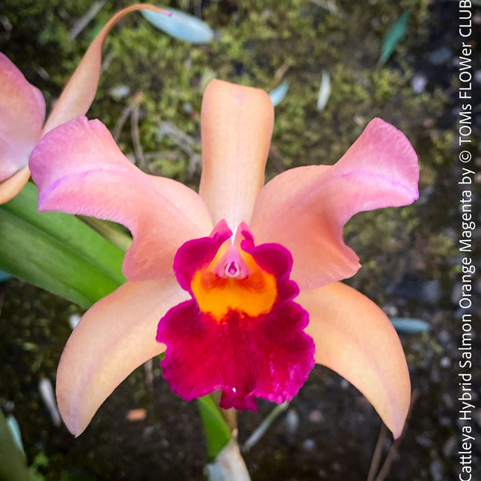 Cattleya Hybrid Salmon Orange Magenta, flowering orchid, organically grown tropical plants for sale at TOMs FLOWer CLUB
