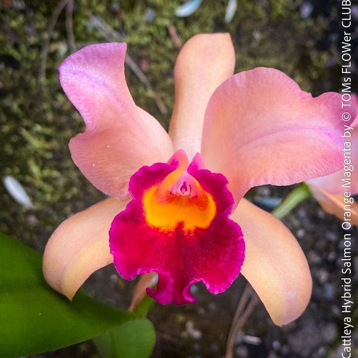 Cattleya Hybrid Salmon Orange Magenta, flowering orchid, organically grown tropical plants for sale at TOMs FLOWer CLUB