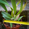 Cattleya Hybrid Salmon Orange Magenta, flowering orchid, organically grown tropical plants for sale at TOMs FLOWer CLUB