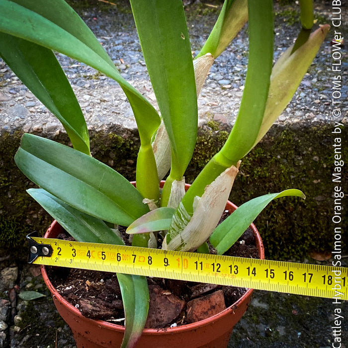 Cattleya Hybrid Salmon Orange Magenta, flowering orchid, organically grown tropical plants for sale at TOMs FLOWer CLUB