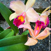 Cattleya Hybrid Salmon Orange Magenta, flowering orchid, organically grown tropical plants for sale at TOMs FLOWer CLUB