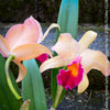 Cattleya Hybrid Salmon Orange Magenta, flowering orchid, organically grown tropical plants for sale at TOMs FLOWer CLUB