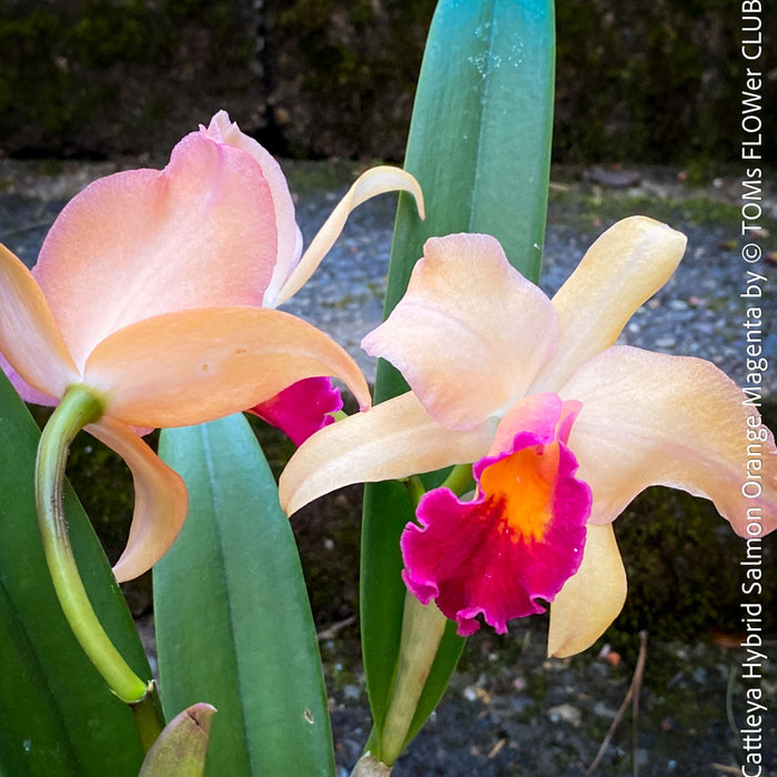 Cattleya Hybrid Salmon Orange Magenta, flowering orchid, organically grown tropical plants for sale at TOMs FLOWer CLUB