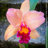 Cattleya Hybrid Salmon Orange Magenta, flowering orchid, organically grown tropical plants for sale at TOMs FLOWer CLUB