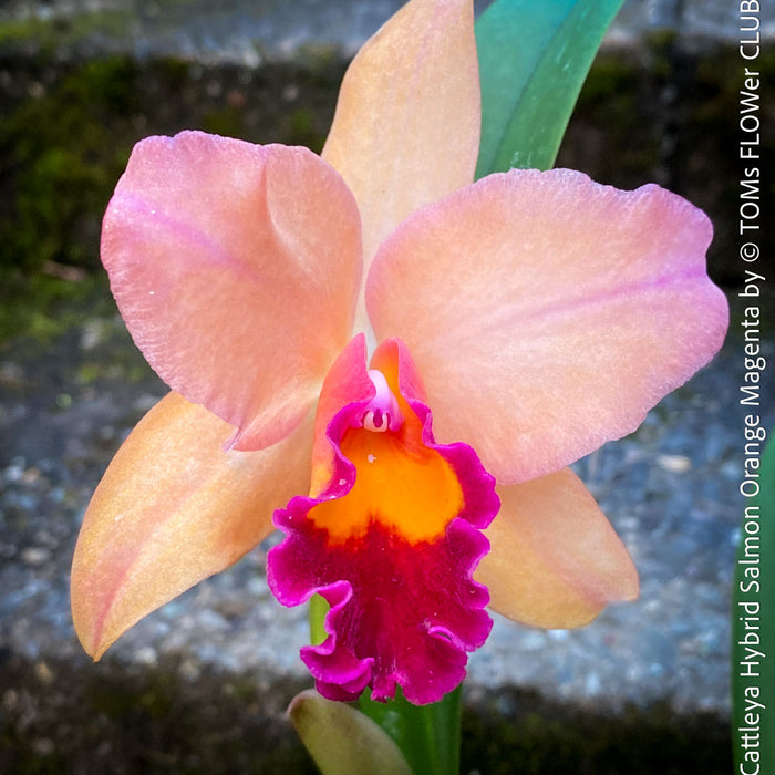 Cattleya Hybrid Salmon Orange Magenta, flowering orchid, organically grown tropical plants for sale at TOMs FLOWer CLUB