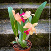 Cattleya Hybrid Salmon Orange Magenta, flowering orchid, organically grown tropical plants for sale at TOMs FLOWer CLUB
