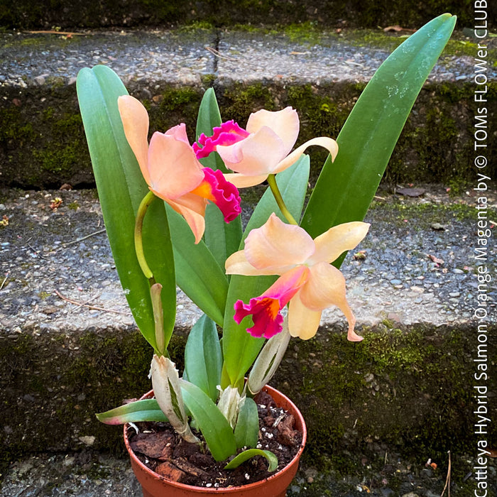 Cattleya Hybrid Salmon Orange Magenta, flowering orchid, organically grown tropical plants for sale at TOMs FLOWer CLUB
