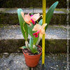 Cattleya Hybrid Salmon Orange Magenta, flowering orchid, organically grown tropical plants for sale at TOMs FLOWer CLUB