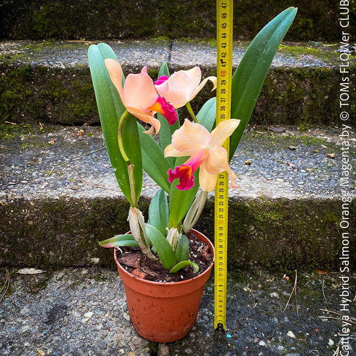 Cattleya Hybrid Salmon Orange Magenta, flowering orchid, organically grown tropical plants for sale at TOMs FLOWer CLUB