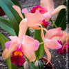 Cattleya Hybrid Salmon Orange Magenta, flowering orchid, organically grown tropical plants for sale at TOMs FLOWer CLUB