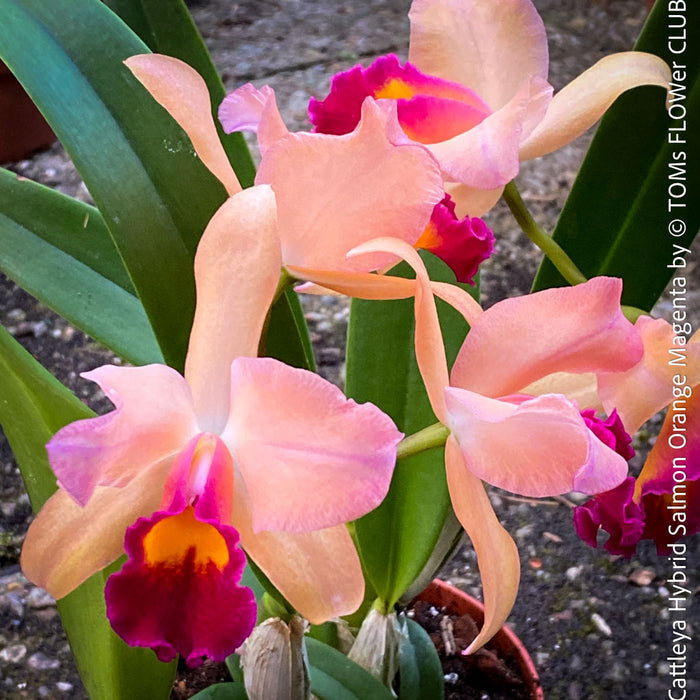 Cattleya Hybrid Salmon Orange Magenta, flowering orchid, organically grown tropical plants for sale at TOMs FLOWer CLUB