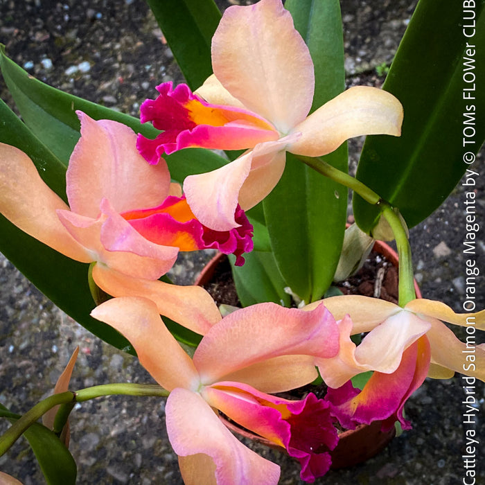Cattleya Hybrid Salmon Orange Magenta, flowering orchid, organically grown tropical plants for sale at TOMs FLOWer CLUB