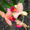 Cattleya Hybrid Salmon Orange Magenta, flowering orchid, organically grown tropical plants for sale at TOMs FLOWer CLUB