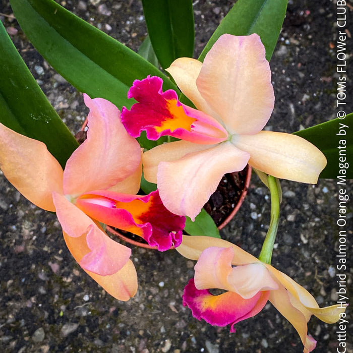 Cattleya Hybrid Salmon Orange Magenta, flowering orchid, organically grown tropical plants for sale at TOMs FLOWer CLUB