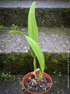 Cattlea Hybride, pink violet flowering orchid, organically grown tropical plants for sale at TOMs FLOWer CLUB