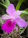 Cattlea Hybride, pink violet flowering orchid, organically grown tropical plants for sale at TOMs FLOWer CLUB