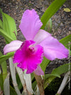 Cattlea Hybride, pink violet flowering orchid, organically grown tropical plants for sale at TOMs FLOWer CLUB