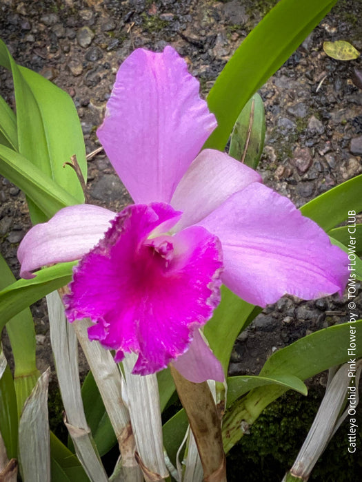 Cattlea Hybride, pink violet flowering orchid, organically grown tropical plants for sale at TOMs FLOWer CLUB