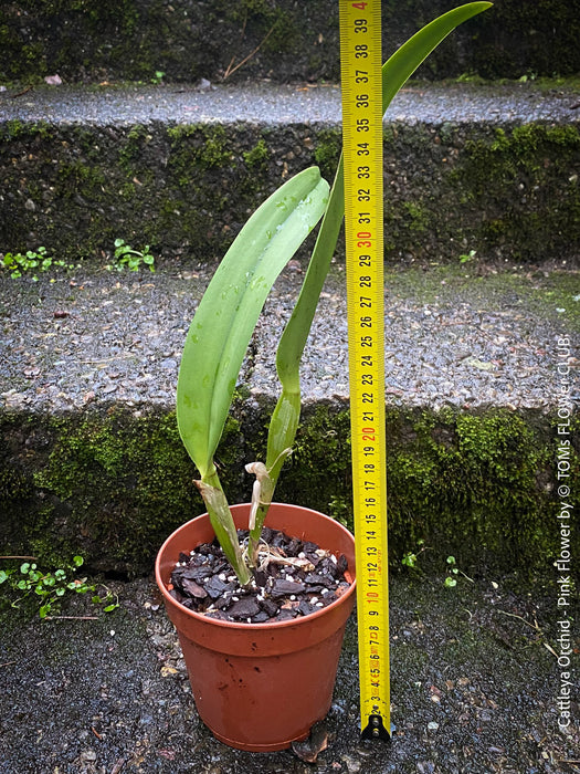 Cattlea Hybride, pink violet flowering orchid, organically grown tropical plants for sale at TOMs FLOWer CLUB