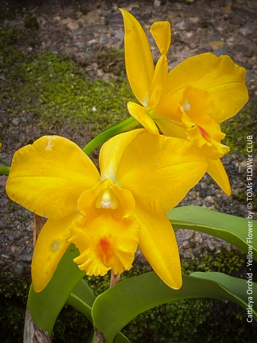 Cattlea Hybride, yellow flowering orchid, organically grown tropical plants for sale at TOMs FLOWer CLUB