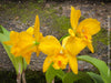 Cattlea Hybride, yellow flowering orchid, organically grown tropical plants for sale at TOMs FLOWer CLUB