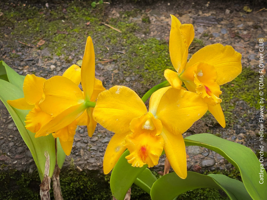 Cattlea Hybride, yellow flowering orchid, organically grown tropical plants for sale at TOMs FLOWer CLUB