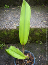 Cattlea Hybride, yellow flowering orchid, organically grown tropical plants for sale at TOMs FLOWer CLUB