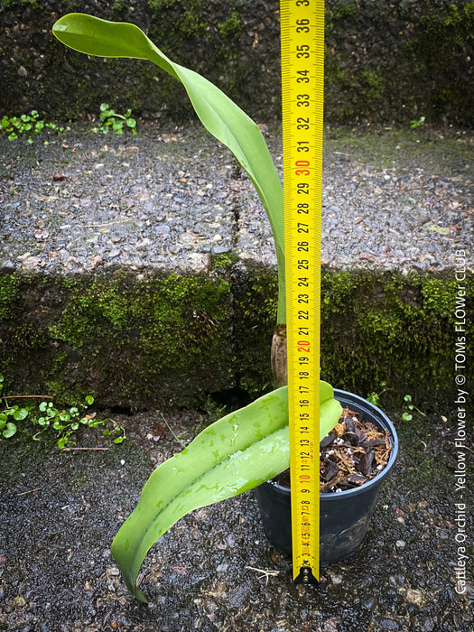 Cattlea Hybride, yellow flowering orchid, organically grown tropical plants for sale at TOMs FLOWer CLUB