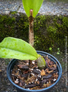 Cattlea Hybride, yellow flowering orchid, organically grown tropical plants for sale at TOMs FLOWer CLUB