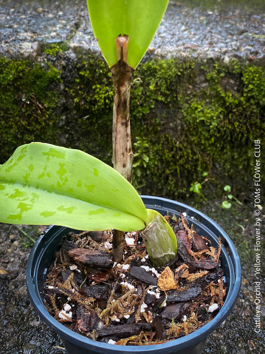 Cattlea Hybride, yellow flowering orchid, organically grown tropical plants for sale at TOMs FLOWer CLUB