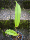 Cattlea Hybride, yellow flowering orchid, organically grown tropical plants for sale at TOMs FLOWer CLUB