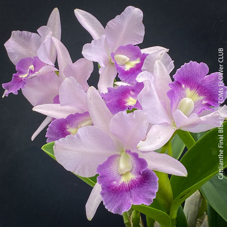Cattlianthe Final Blue, violet blue flowering fragrant orchid, organically grown tropical plants for sale at TOMs FLOWer CLUB