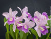 Cattlianthe Final Blue, violet blue flowering fragrant orchid, organically grown tropical plants for sale at TOMs FLOWer CLUB