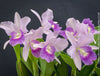 Cattlianthe Final Blue, violet blue flowering fragrant orchid, organically grown tropical plants for sale at TOMs FLOWer CLUB