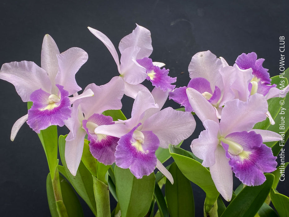 Cattlianthe Final Blue, violet blue flowering fragrant orchid, organically grown tropical plants for sale at TOMs FLOWer CLUB
