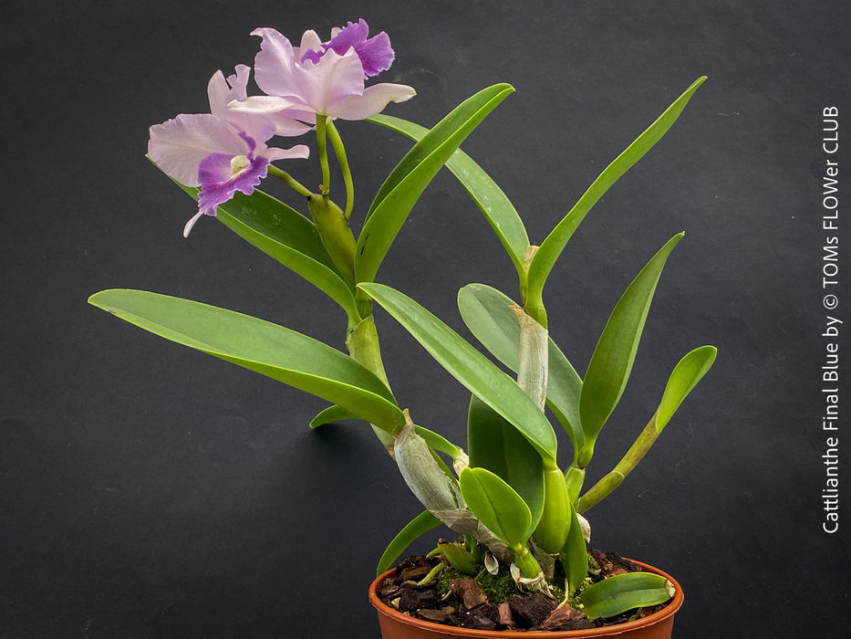 Cattlianthe Final Blue, violet blue flowering fragrant orchid, organically grown tropical plants for sale at TOMs FLOWer CLUB
