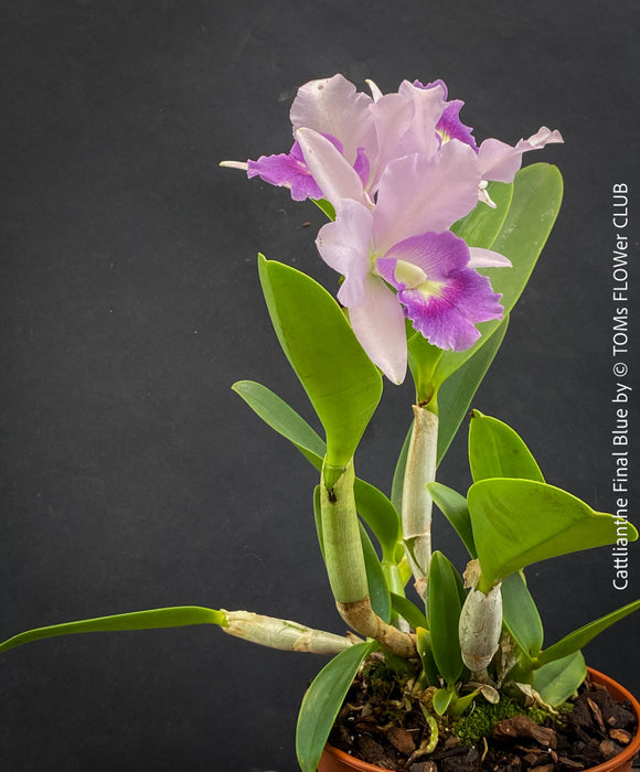Cattlianthe Final Blue, violet blue flowering fragrant orchid, organically grown tropical plants for sale at TOMs FLOWer CLUB