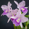 Cattlianthe Final Blue, violet blue flowering fragrant orchid, organically grown tropical plants for sale at TOMs FLOWer CLUB